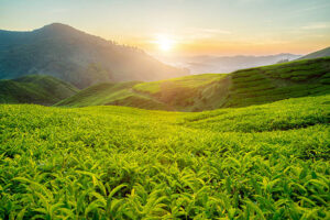 tea plantations in India